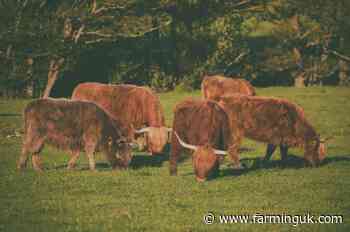 More than 11,500 Scottish farms sent early support payments