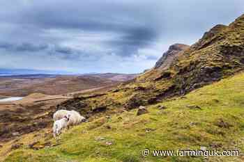 Scottish upland sheep support scheme now open for applications