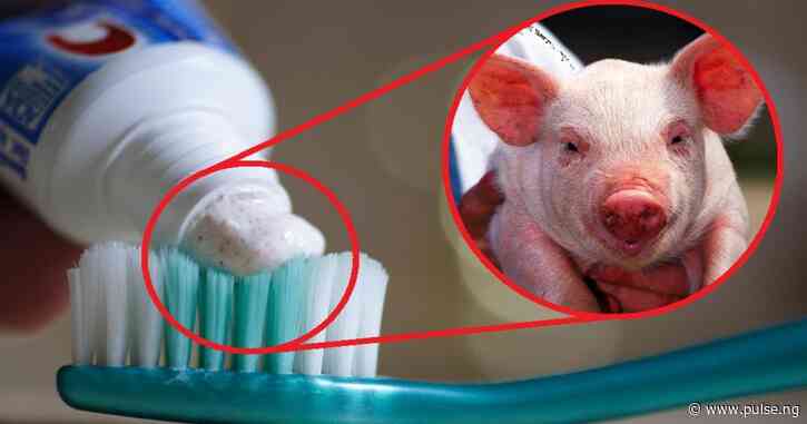 7 animal products you don’t know you’re using