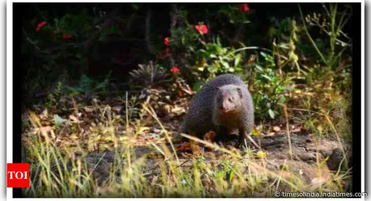 Japanese island eradicates rabbit-killing mongoose