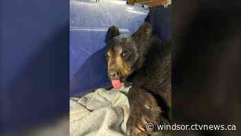 Bear cub from northern Ont. survives 10-hour drive to Windsor in back of van, being fed Taco Bell