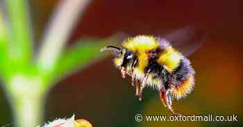 Free bee hotel event coming to Oxfordshire park