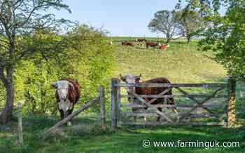 Defra sets up control zone in East Yorkshire after bluetongue case