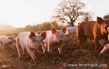 New Strep suis vaccine could be &#39;game-changer&#39; for UK pigs