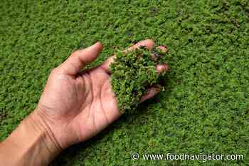 Is duckweed the next miracle plant protein?