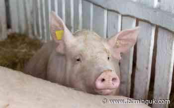 Pig prices drop to lowest level since February 2023