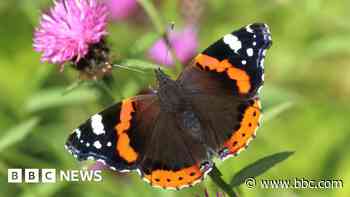 'Shocking' drop in butterfly numbers - charity