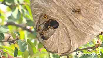 Spiking wasp numbers put a sting in late summer