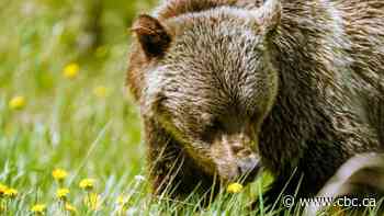 Weekend grizzly attack in Alberta linked to fatal attack three years ago