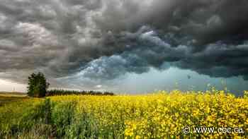 Canadian canola industry could take $1B hit in wake of Chinese trade actions, says new report