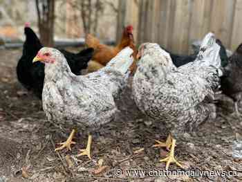 Chatham-Kent seeks public input on backyard chicken plan