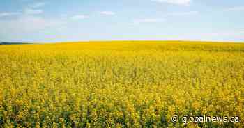 Canada’s canola sector may see ‘billion-dollar hit’ in China probe: report