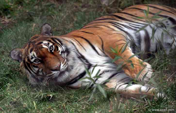 Missing tiger from Mexican border zoo prompts warnings on US side