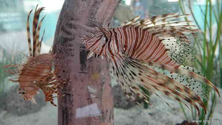 Pair of red lionfish on display at ABQ BioPark Aquarium