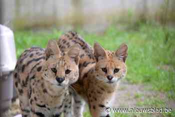 In Oostende in beslag genomen servals op weg naar Zuid-Afrika: “Exotische dieren dienen niet als huisdier”