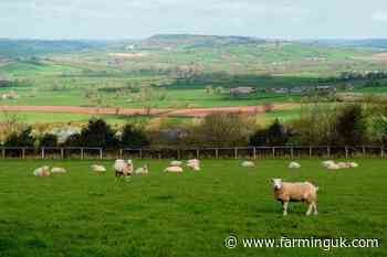 Farmers urged to discuss new bluetongue vaccines with vets