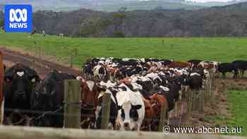 Victorian dairy community warns national food security at risk as foreign timber giants snap up farms