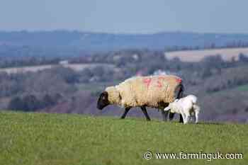 Farmers&#39; views needed on castration and tail docking of lambs