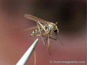 Mosquitos are thriving in Quebec thanks to this summer's heavy rainfall and heat