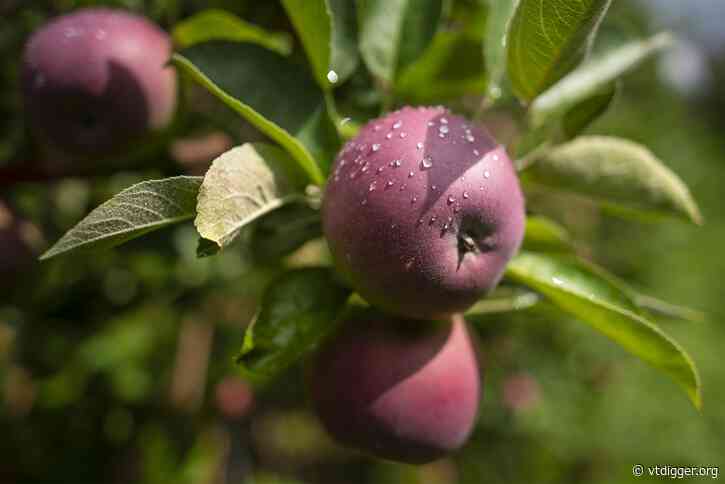 It’s apple-picking season, and Vermont’s apple growers expect a great year