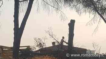 Torresina, al via la rimozione di alberi pericolanti a ridosso delle abitazioni. "Abbiamo evitato la tragedia"