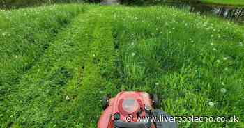 Gardeners told 'best' time to stop mowing the lawn