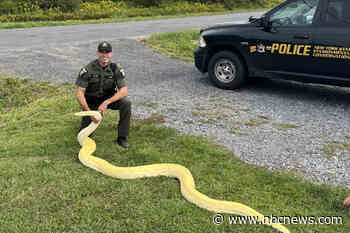 13-foot Burmese python seized from New York home, owner unprepared for how fast snake grew