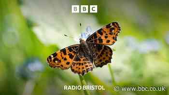 Where have Bristol's butterflies gone?