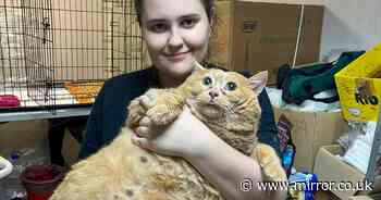 Huge cat named Crumbs weighs as much as a human child after living abandoned at hospital