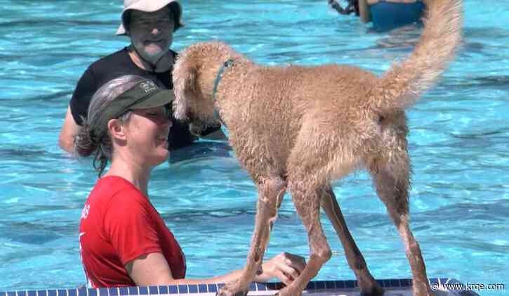 Albuquerque to host pool day for dogs on Saturday