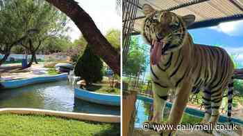 Texas on high alert over fears dangerous beast could cross border after escaping zoo in Mexico