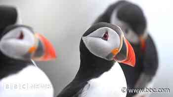 Puffins increase on Farne Islands despite bird flu