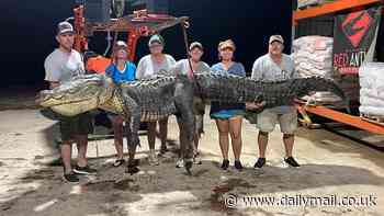 One of the largest ever alligators is caught in Mississippi with hunters planning to EAT 800lbs monster