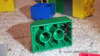 Would YOU spot it? Venomous spider is discovered lurking in a toddler's Duplo in terrifying playtime encounter