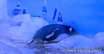 Sea Life London Aquarium's 'cramped' penguin habitat conditions slammed by MP