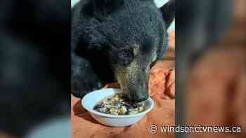 'Taco Bear' gets new name while recovering after 10-hour trip to Windsor, Ont.