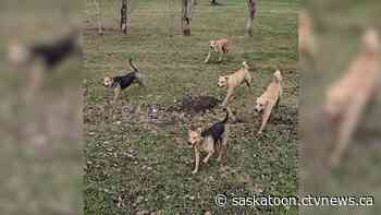 Sask. dog owner says residents of Allan ran him out of town