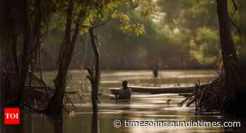 Mozambique okays Africa's largest mangrove restoration project