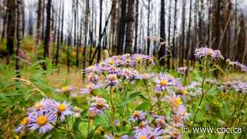 How lessons from the Kenow wildfire can help Jasper's recovery