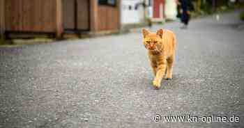 Tashirojima: Auf dieser Insel in Japan leben mehr Katzen als Menschen