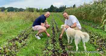 Vegane Landwirtschaft satt Milchvieh in Lentföhrden: Ein Hof stellt um