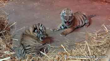 Como Zoo celebrates first Amur tiger births in over 40 years