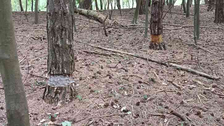 Met deze truc blijven dode bomen rechtop staan, Frans vertelt je meer