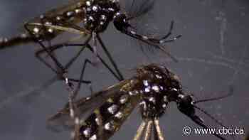 What you need to know about mosquito-borne diseases