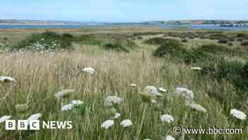 Northam Burrows study aims for biodiversity funds