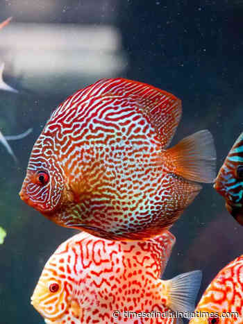 8 rare freshwater fishes for home aquariums