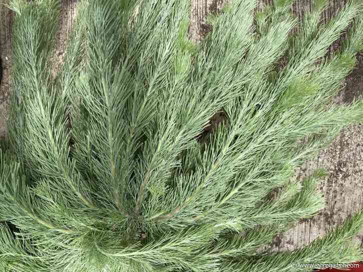 Why this slow-growing shrub never fails to bring a smile