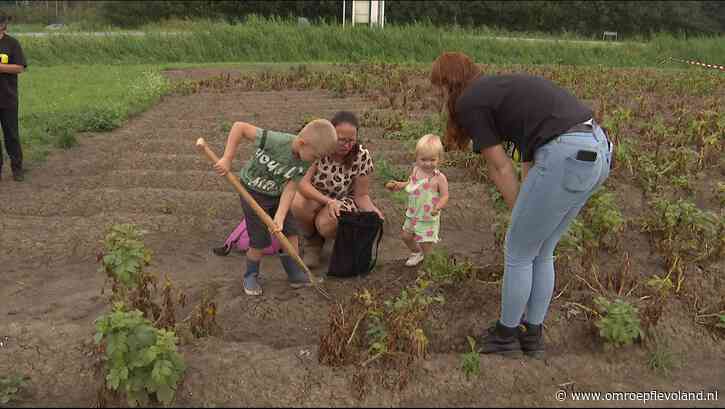 Dronten - Gratis piepers halen en friet eten op aardappelrooidag