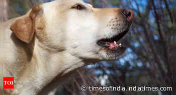 Why do street dogs cry and bark at night?