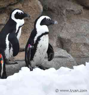 'Mr. Greedy,' Maryland Zoo penguin with 230 descendants, dies